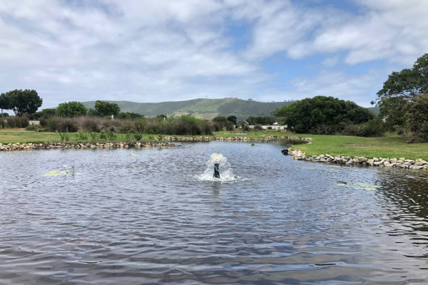 Thesen Island Ornamental Ponds Rehabilitation – December 2020