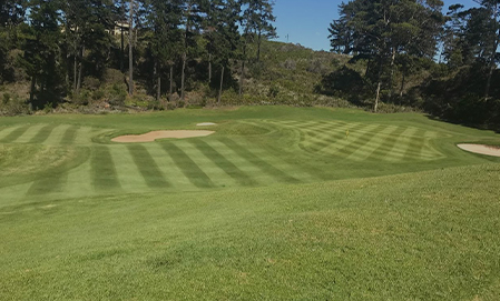 Turf Grass Maintenance and horticultural services