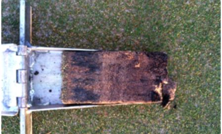 Turf-Grass Consultation